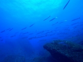 I Barracuda