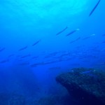 I Barracuda