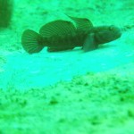 CORSDO IMMERSION DIVING SCHOOL 22