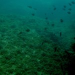 CORSO OPEN WATER DIVER 6