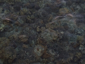 70
